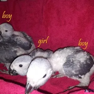 Babies African Grey Parrots for sale