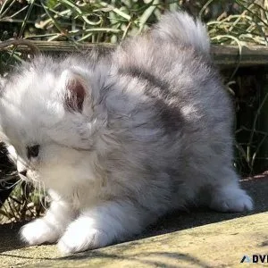 Beautiful Persian Kittens.