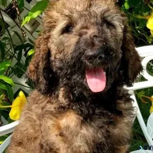 Medium goldendoodles