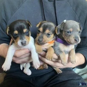 Jack Russel Terrier Puppies