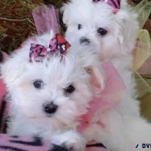 Super Beautiful T-cup Maltese puppies