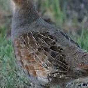 Hungarian Partridge for Sale