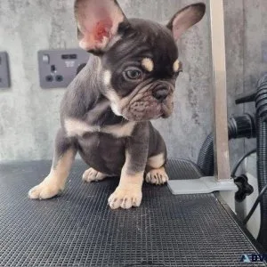 10 weeks old frennch bulldog puppy s 2 boys lilac and tan