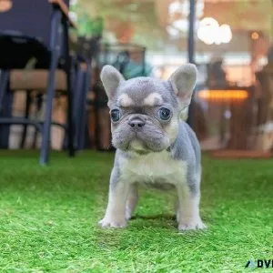 French bulldog puppies male and female
