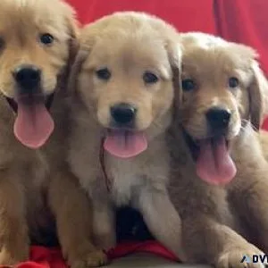 Golden Retriever puppies