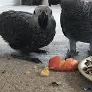 African Grey Babies 6-7 months old