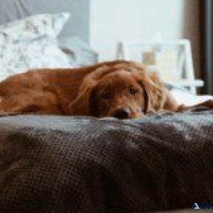 August 1st Is DOGust Day - Veterinarians in Philadelphia MS