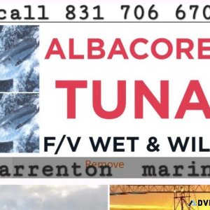 Blast frozen albacore tuna