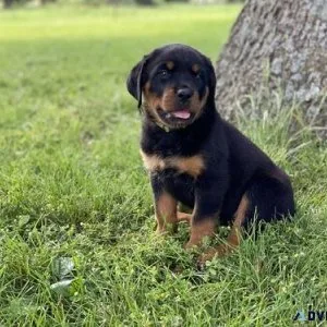 long every German rottweiler puppies for Sale