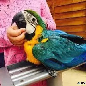 Adorable Young Blue and Gold Macaw parrots available