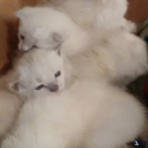 Gorgeous Kitties
