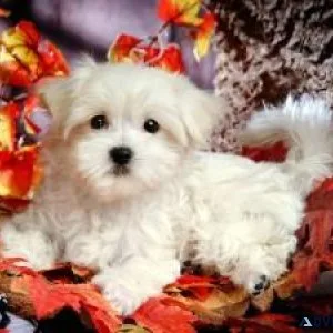Super Cute Maltese Puppies