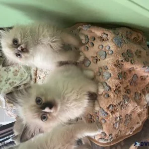 Purebred Ragdoll kittens
