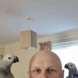 Highly Intelligent Congo African Parrots Available