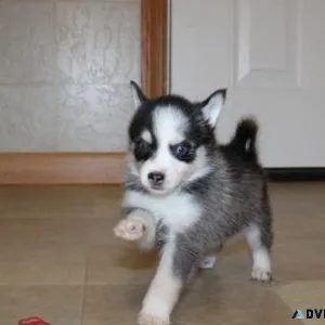 Beautiful Pomsky Puppies