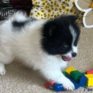Charming Pomeranian Puppy
