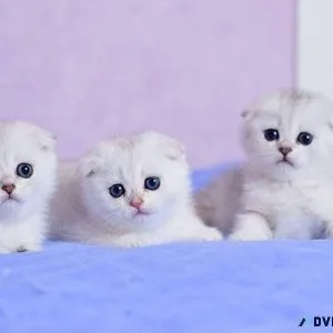 Scottish Fold Kitten  Scottishfoldkittensc attery.com