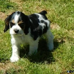 Home raised Cocker Spaniel Puppies