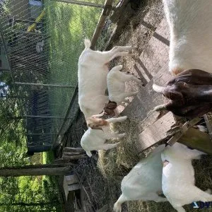 Goats for sale