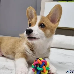 Gorgeous Corgi Puppies for Adoption