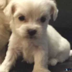 MALTESE PUPPIES Text only  (917) 781-3637