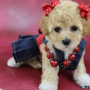 Awesome Havapoo Puppies Ready-to-go