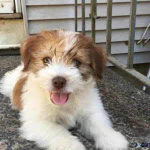 LHASA APSO PUPPIES FOR SALE