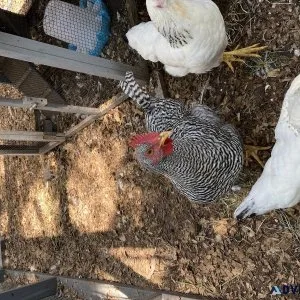 Barred rock rooster 3months old