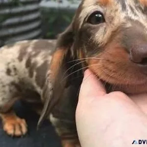 Full blood Dachshund puppy