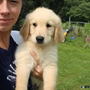 Fantastic  golden Retriever Puppies