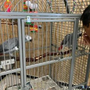 Talking African Grey Parrots for sale