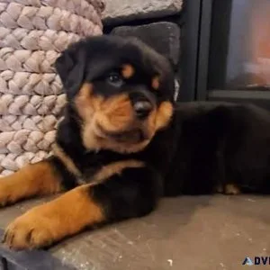 irresponsible expert German rottweiler puppies for Sale
