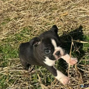 Boston terrier puppies ready