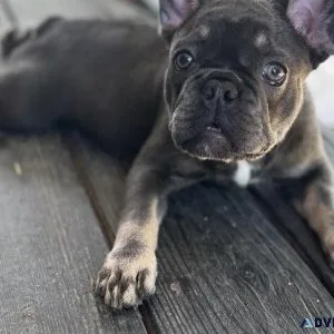 French Bulldog Puppy