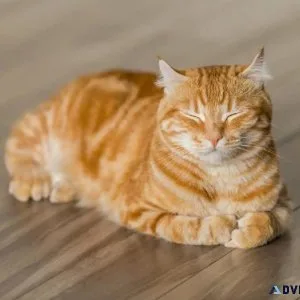 Is Your Cat Bored - Vet Clinic in Jefferson County PA