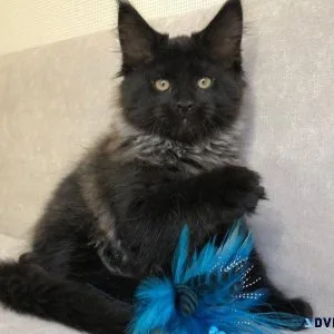 Maine Coon Kittens