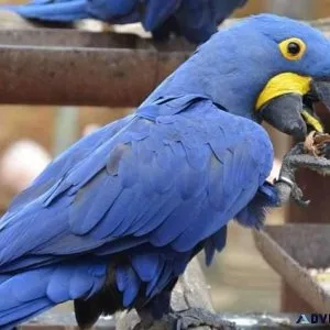 ...Hyacinth Macaw Parrot