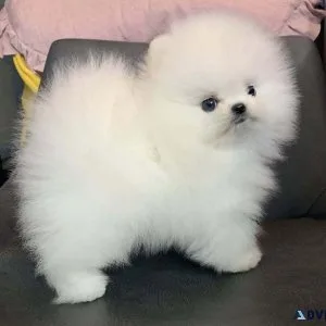 Adorable Cute and Tiny Pomeranian Puppies