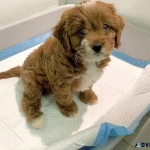 Adorable Cavapoo Puppies