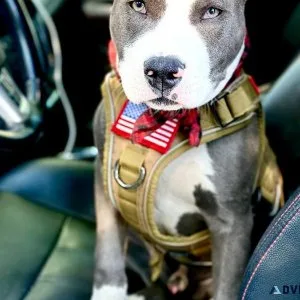 8 mo Blue-Nose Pit