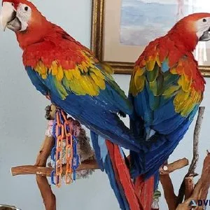 Well Tamed Scarlet Macaws ready now