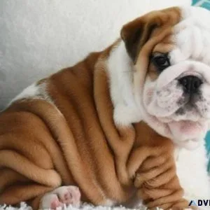 English bulldog puppies for sale