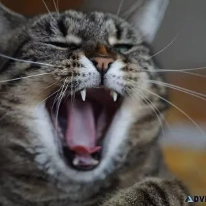 Is Your Cat Bored - Vet Clinic in Waterdown ON