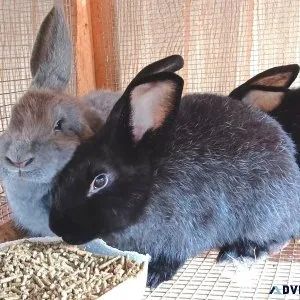 Silver Fox Rabbits