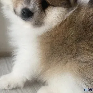 Pomeranian