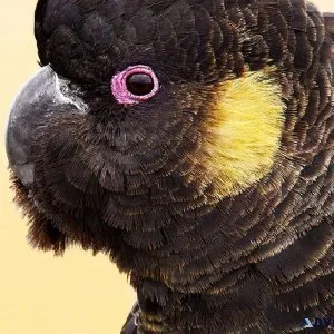 Yellow Tailed Black Cockatoo