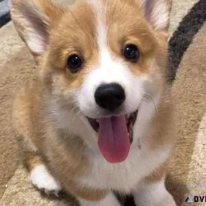 Pembrok Welsh Corgi