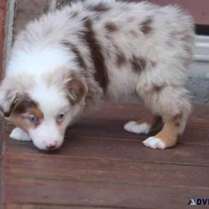 Home raised Australian Shepherd puppies ready now.