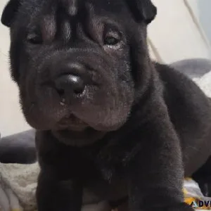 Shar-Pei pup ISO his forever home
