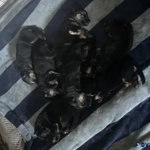 Purebred German Shepherd Puppies